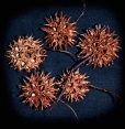 Ведьмина колючка (Liquidambar styraciflua)